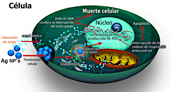 Descripción: Imagen 4
