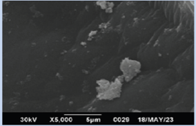 2448-5691-mn-18-34-e69834-i012.png